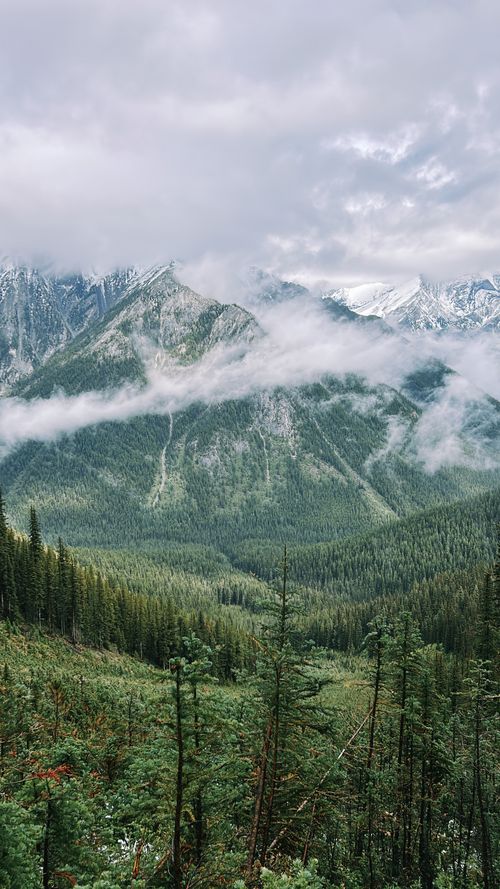 Free Stunning view of a misty mountain range with evergreen forests below, captured in serene daylight. Stock Photo