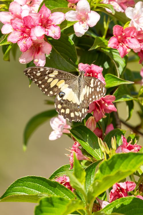 Free Vibrant butterfly resting on pink blooms in sunlight in Appin, Australia. Stock Photo