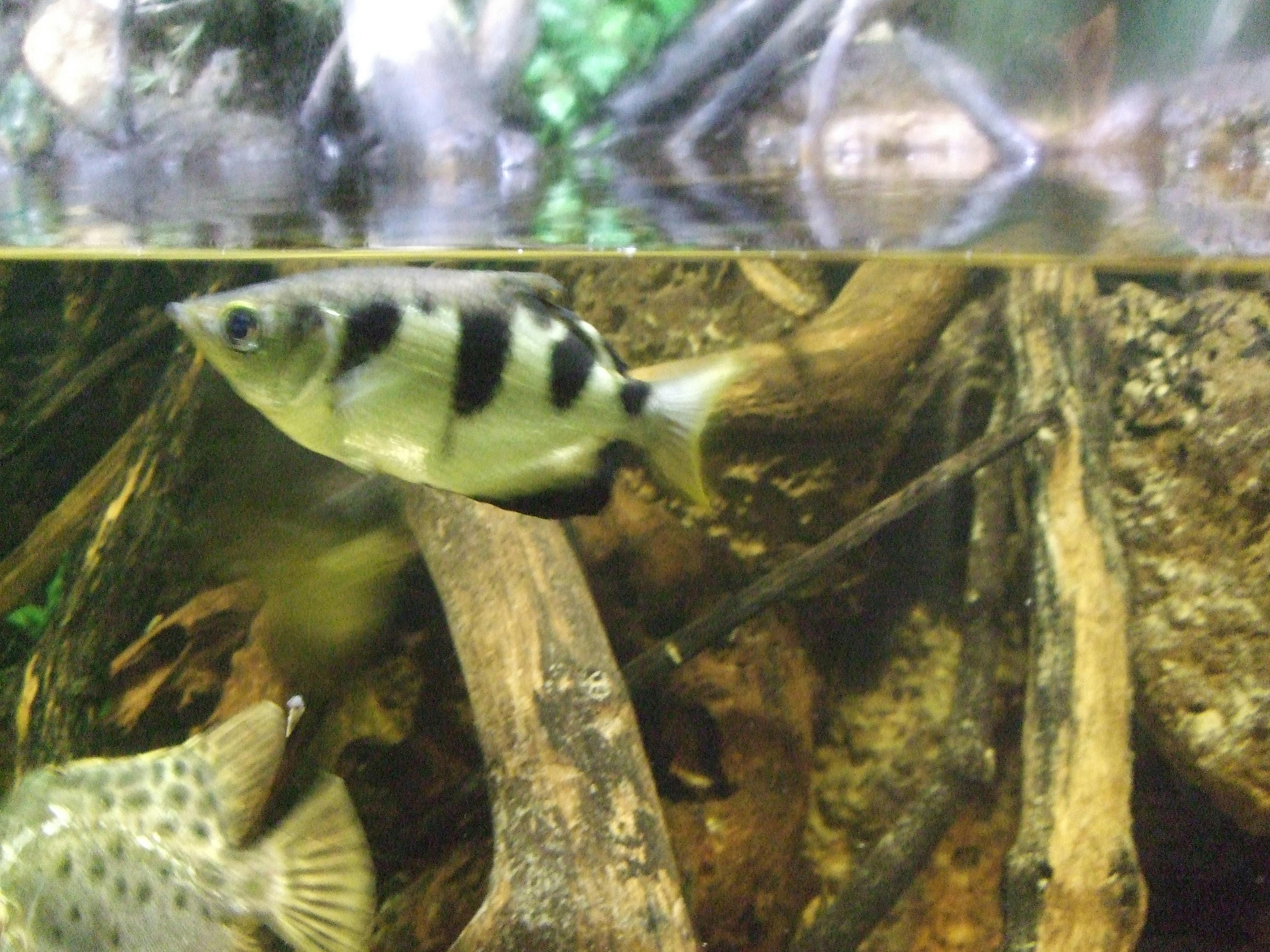 Free stock photo of aquarium, clear water, fish