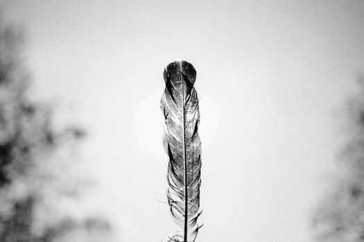 A striking monochromatic image featuring a detailed feather in focus against a blurred background, symbolizing simplicity.