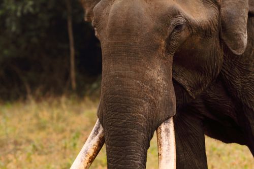 Free Majestic close-up of an African elephant showcasing its trunk and tusks in the wild. Stock Photo
