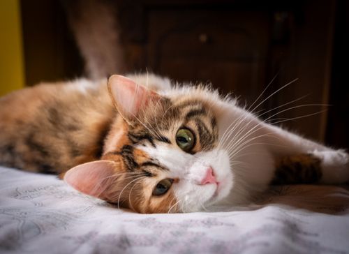 Free A calico cat resting comfortably on a bed indoors, showcasing a relaxed and peaceful expression. Stock Photo
