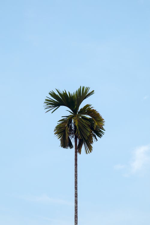 Palm tree against blue sky in sunny morning