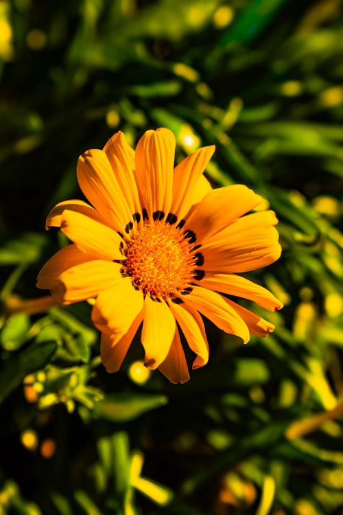Free Close-up of a bright orange Gazania flower with lush foliage background, showcasing vibrant petals and detailed texture. Stock Photo