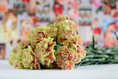 Gratis stockfoto met anjer, bloeien, bloem fotografie Stockfoto