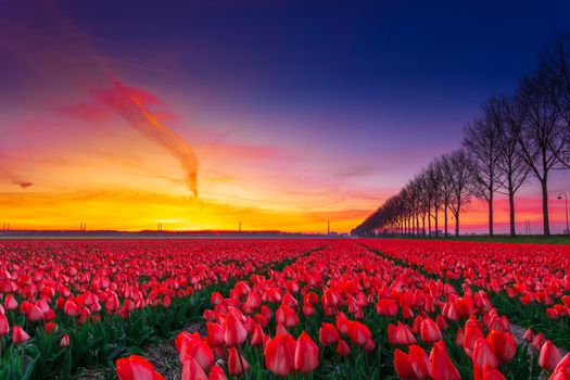 Stunning red tulip field under a vivid sunset sky in North Holland, Netherlands.