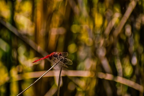Free Vibrant red dragonfly resting on a thin branch with a blurred natural background. Stock Photo