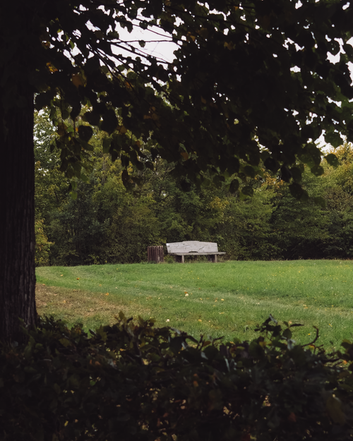 Free Quiet scene of a bench surrounded by lush greenery in Herrnhut, Germany. Stock Photo