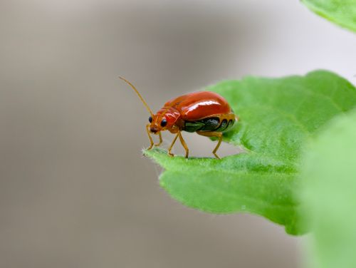 Free Detailed macro shot of a red beetle perched on a fresh green leaf. Stock Photo