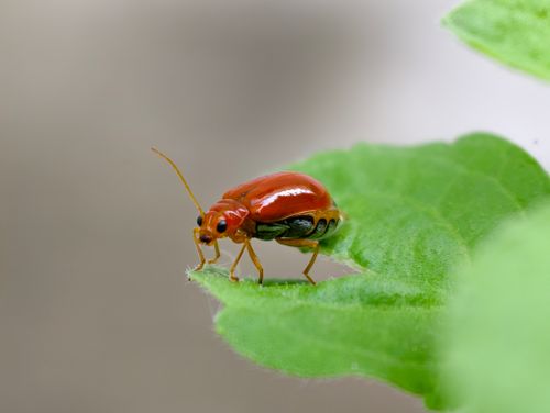 Free Close-up of a vibrant red beetle perched on a green leaf, showcasing intricate details and vivid colors. Stock Photo