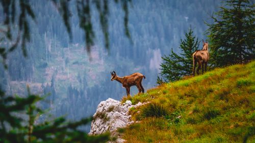 Free Scenic view of chamois in the Dolomites, Italy, showcasing natural beauty and wildlife. Stock Photo