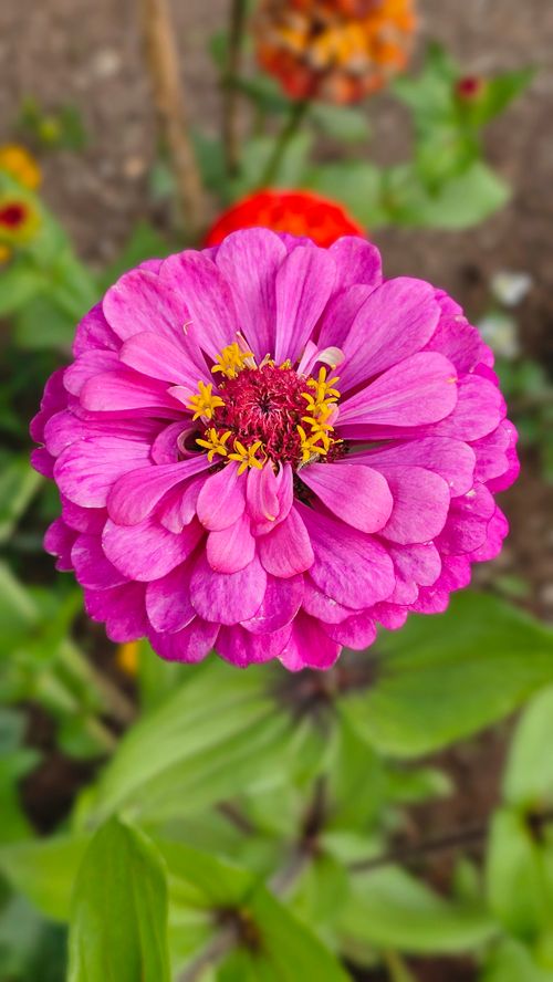 Free Close-up of a vibrant pink Zinnia flower in full bloom, showcasing intricate petals. Stock Photo