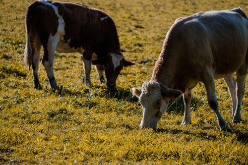 Free Two cows grazing in a sunny pasture, under clear skies, evoking tranquility. Stock Photo
