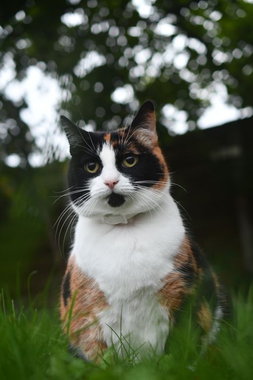 Free Beautiful calico cat sitting outdoors in a lush, green garden. Stock Photo