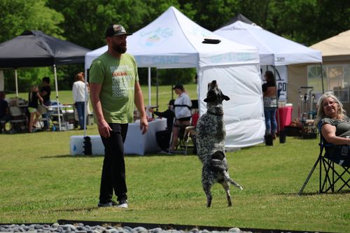 Free A lively outdoor event featuring a dog jumping to catch a frisbee among tents and spectators. Stock Photo