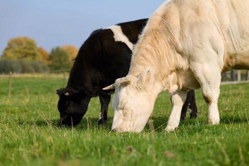 Free Black and white cows grazing peacefully in a lush green pasture on a sunny autumn day. Stock Photo