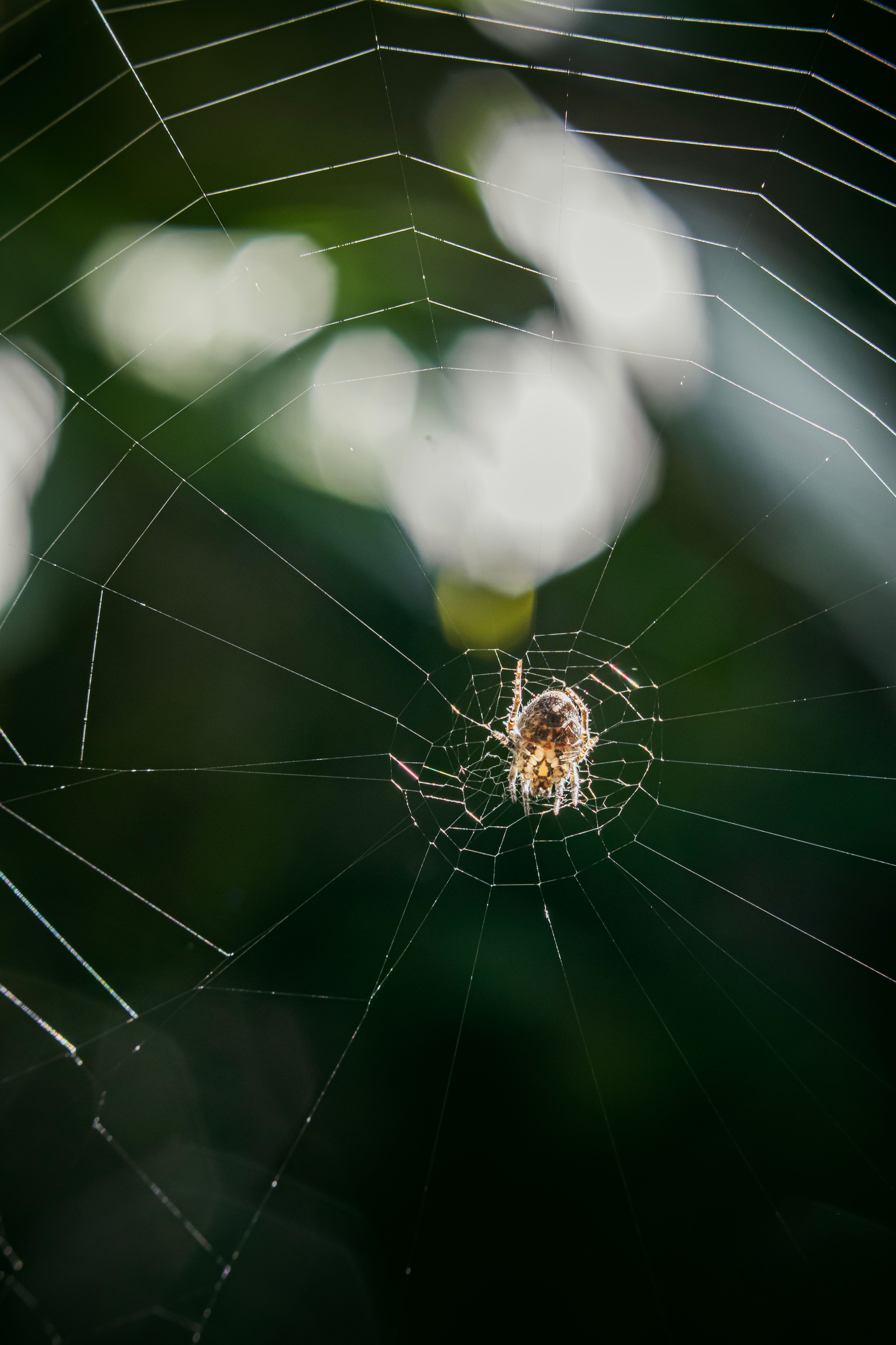 Fotomural Fotografía macro de una araña en su telaraña con gotas de rocío, al aire libre en la naturaleza.