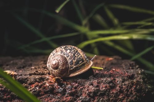 Free Detailed image of a snail on a rock surrounded by grass, showcasing its texture and natural habitat. Stock Photo