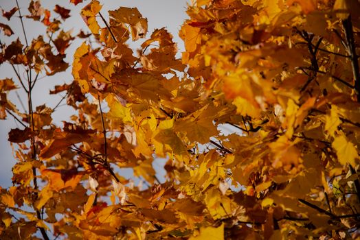 Vibrant orange and yellow maple leaves in autumn, Tartu, Estonia.
