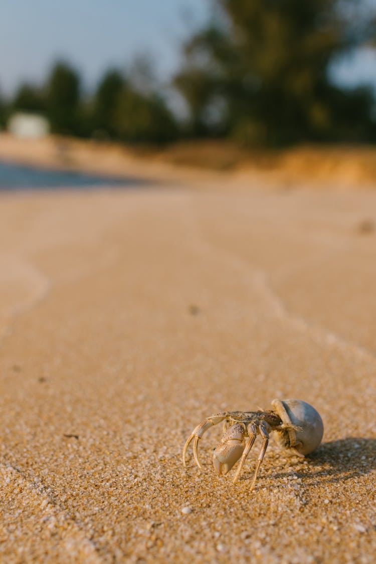 Tiny Crab On Sandy Seashore In Summer