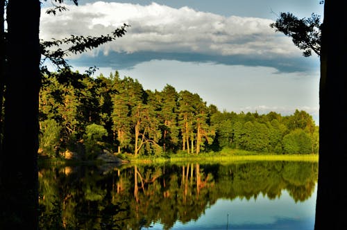 Fotobanka s bezplatnými fotkami na tému krajina, les, modrá