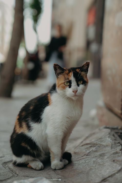 Free Charming calico cat sitting on a sidewalk, with a subtle urban background setting. Stock Photo
