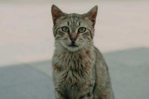 Free A detailed portrait of a stray tabby cat with attentive eyes and a blurred background. Stock Photo
