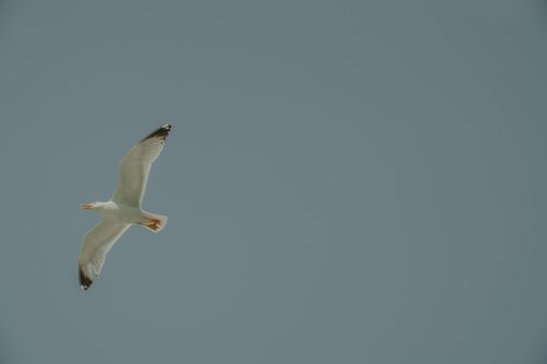 Free A seagull flies gracefully against a bright blue sky, showcasing its elegant wingspan. Stock Photo