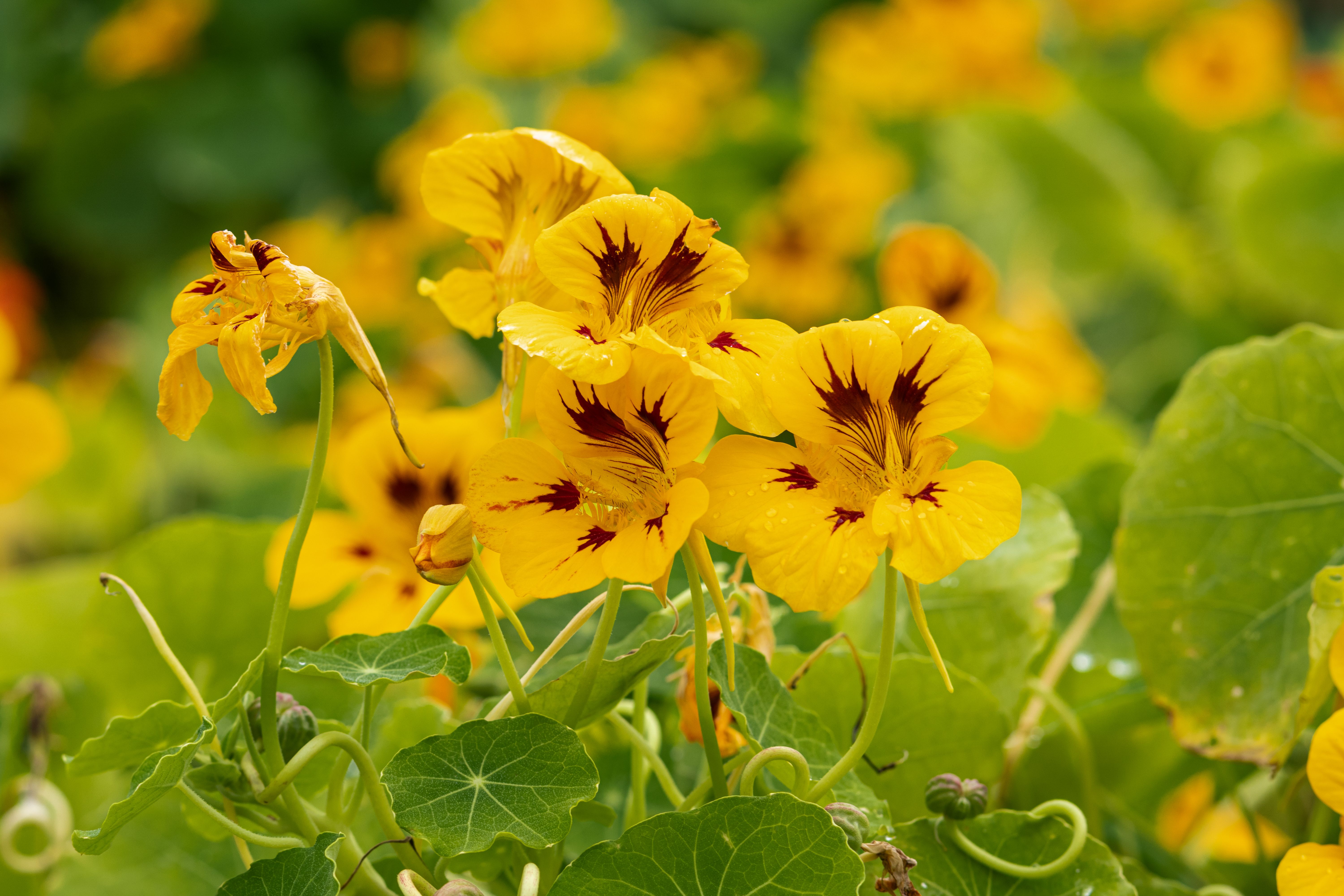 Fleur Comestible : Guide 30 Variétés Jardin
