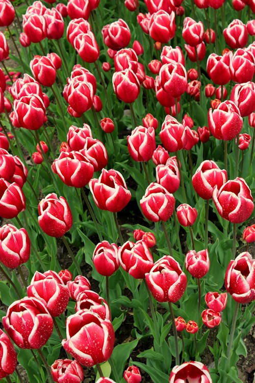 Red Tulips in Close Up Photography