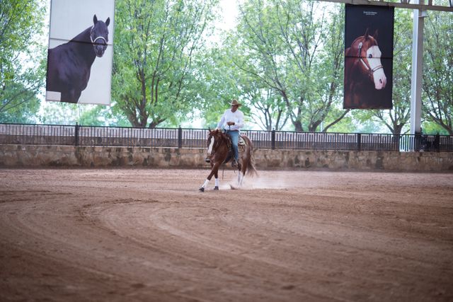 Cavalier et cheval en pleine démonstration dans un manège couvert devant le public