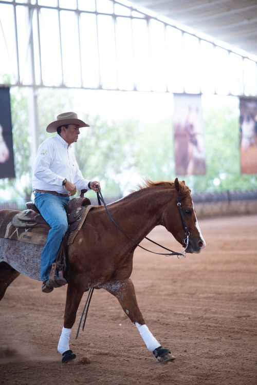 Free A cowboy in a hat riding a horse in an indoor equestrian arena. Stock Photo
