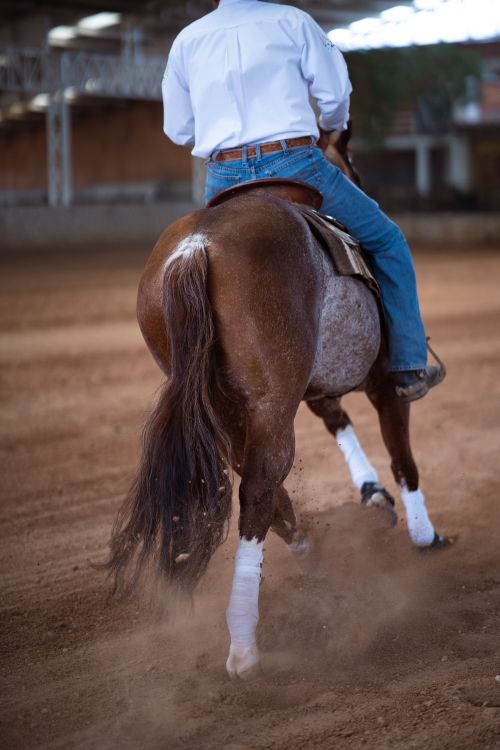 Free A rider in jeans and a shirt sits on a brown horse in an indoor arena. Stock Photo