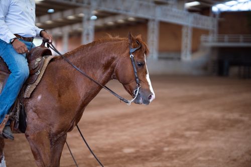 Free A rider on a chestnut horse in an indoor equestrian arena, showcasing equestrian sport. Stock Photo