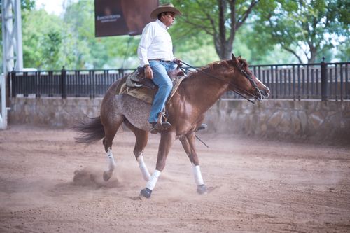 Free A cowboy riding a horse in an outdoor arena with dust clouds from the horse's hooves. Stock Photo