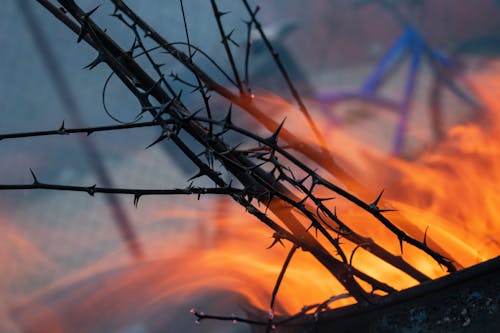 Foto d'estoc gratuïta de crema de fusta, cremant, foc de campament
