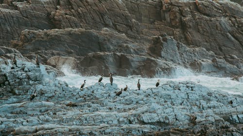 Fotos de stock gratuitas de aves, costa, dice adiós