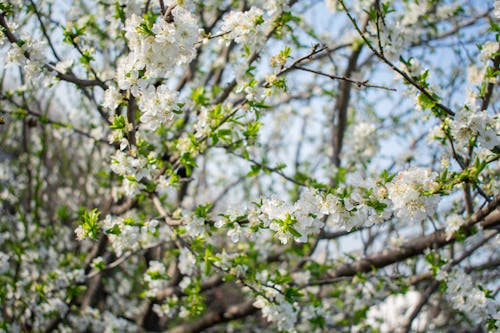 Foto d'estoc gratuïta de flors boniques, flors de primavera, molla