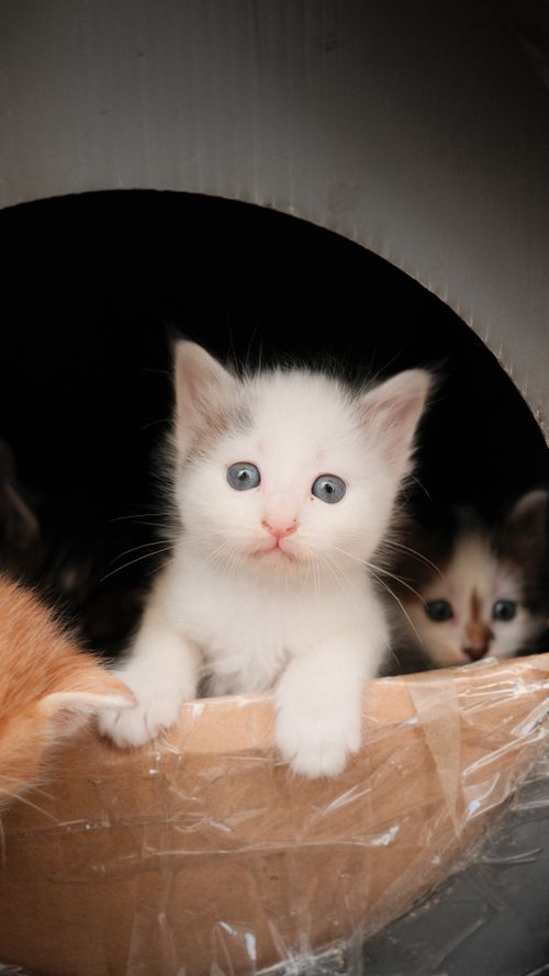 Free A cute white kitten with blue eyes peeking out in a warm indoor setting. Stock Photo