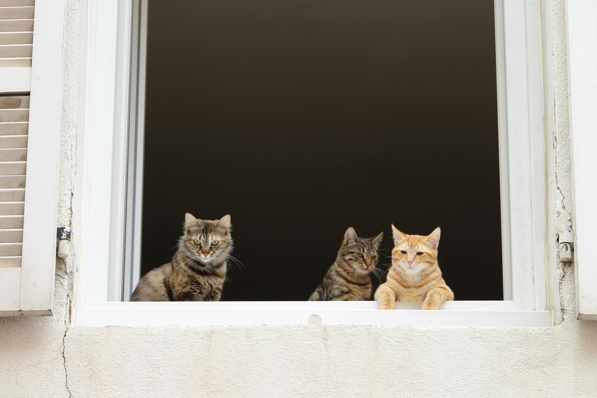 Pet Cats on a Window