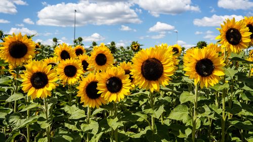 Free Vivid sunflowers blooming in a field under a bright blue sky in Dassendorf, Germany. Stock Photo