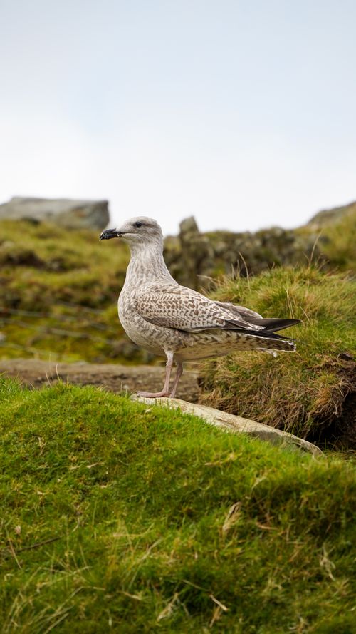 Free A lone seagull perched on a grassy cliff in Wales, United Kingdom. Majestic landscape. Stock Photo