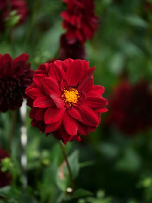 Free Close-up of a vibrant red dahlia flower with bright yellow center in a garden setting. Stock Photo
