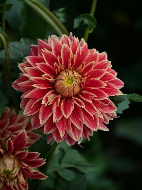 Free Close-up of a vibrant red dahlia flower with lush green foliage, showcasing intricate petal patterns. Stock Photo
