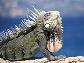 Detailed image of a green iguana basking in the sun on Bonaire's coast, showcasing its vibrant scales and spikes.