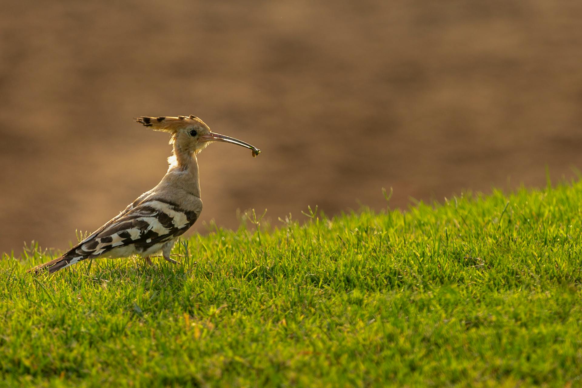 Hoopoe Eating a Worm