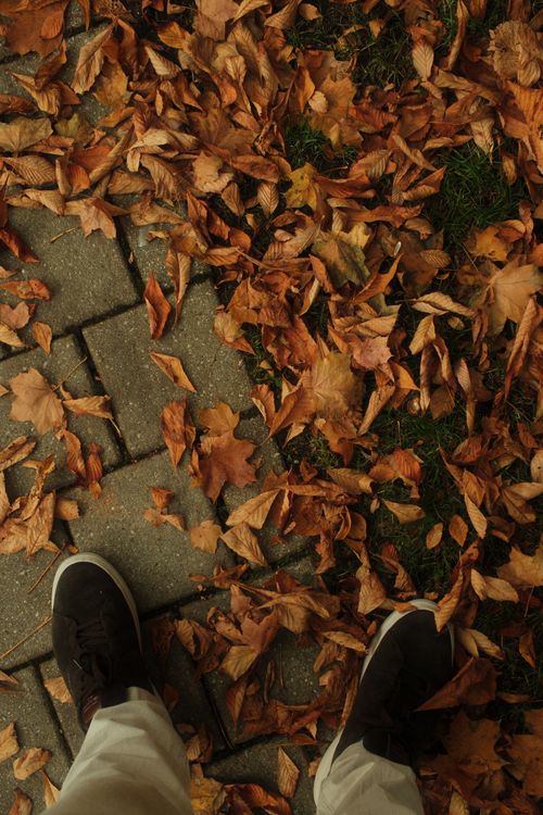 Free Capture the essence of fall with this serene scene of fallen leaves on a pathway in Bad Hersfeld, Germany. Stock Photo
