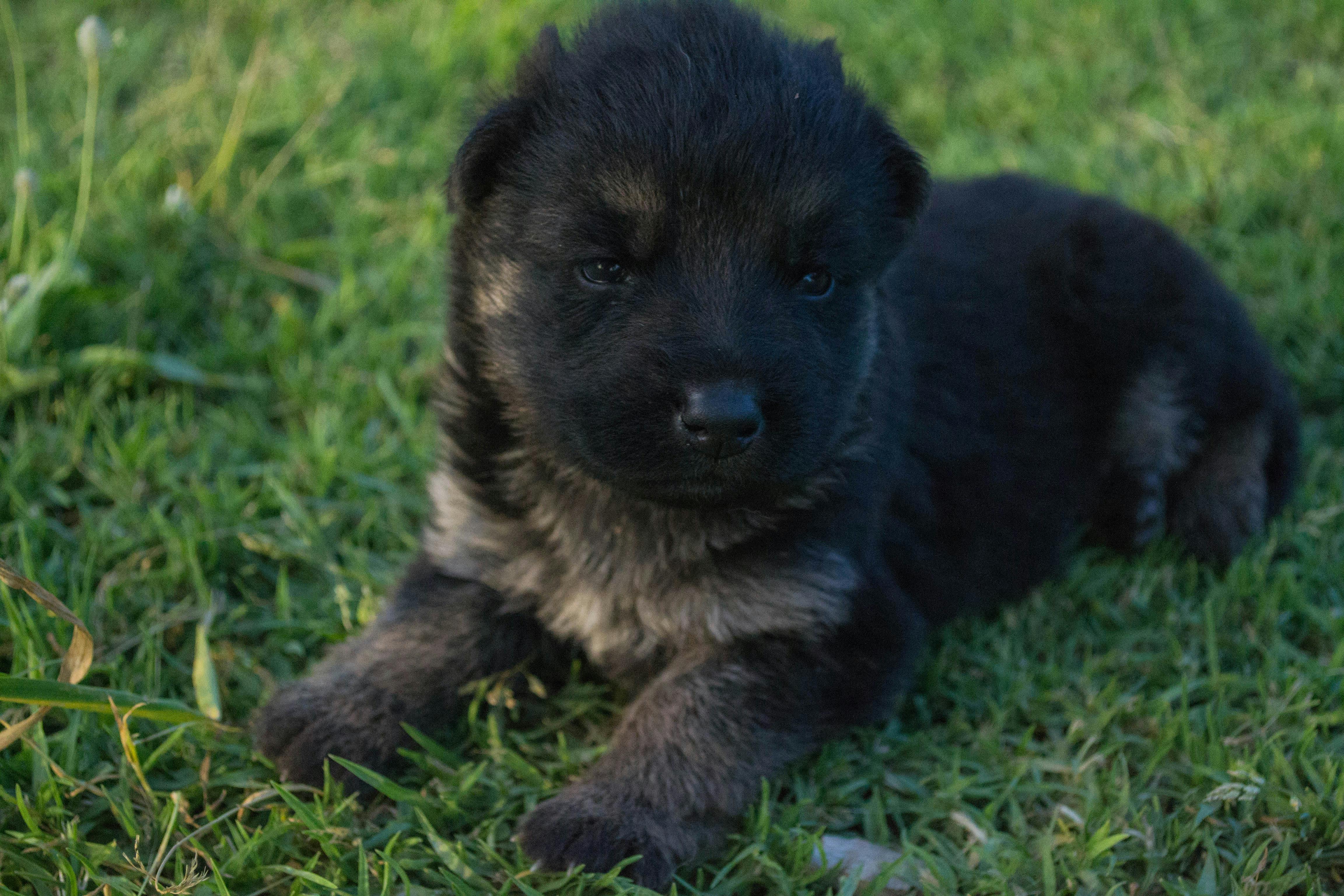 Free stock photo of adorable, black, cute