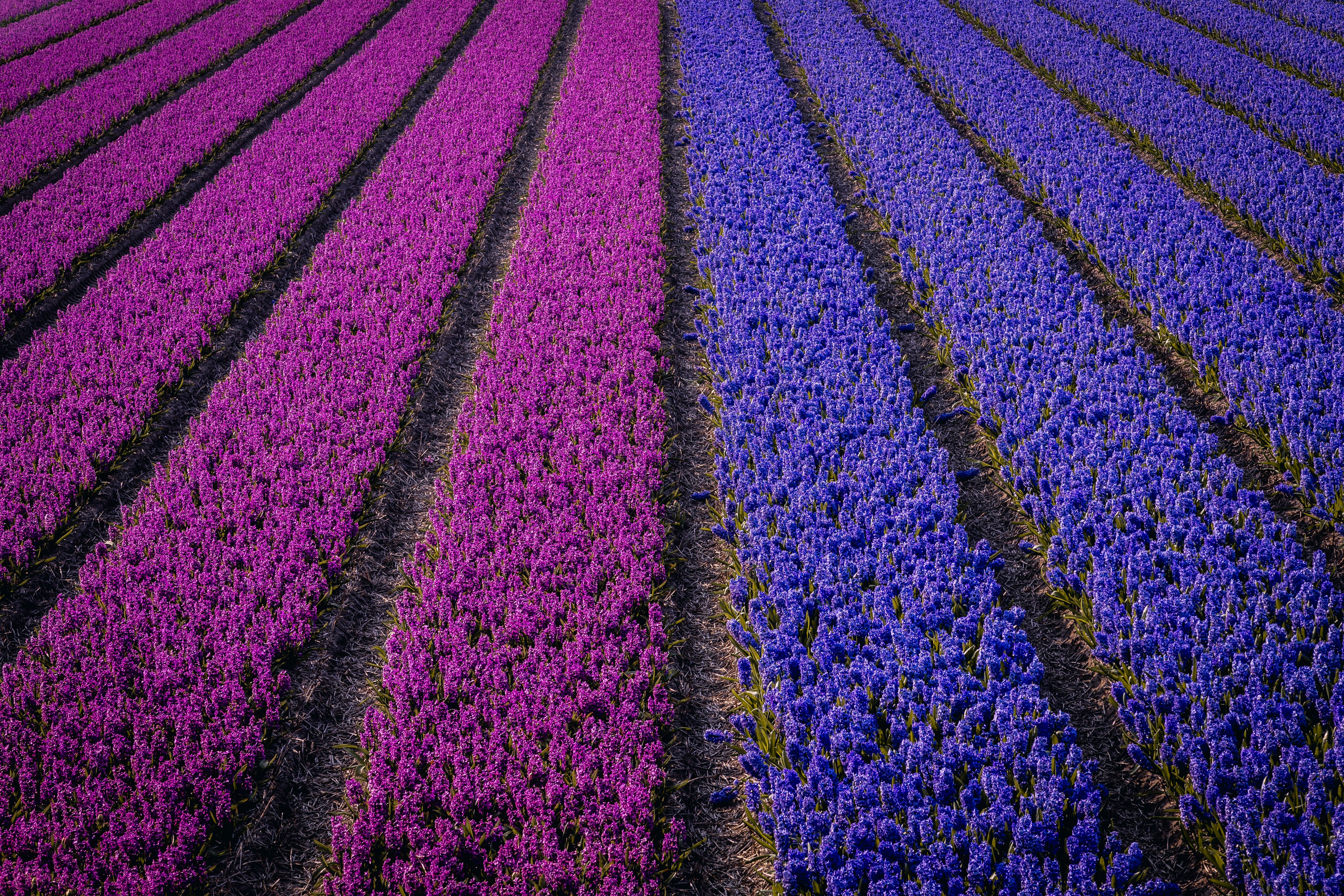 Flevoland