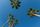 palm trees